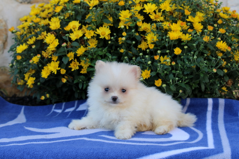 puppy, for, sale, Pomeranian, Matthew B. Stoltzfus, dog, breeder, Gap, PA, dog-breeder, puppy-for-sale, forsale, nearby, find, puppyfind, locator, puppylocator, aca